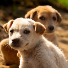 Tuba City Humane Society Adoption Event
