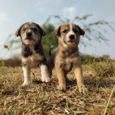 High Country Humane Monthly Adoption Event in Center Court