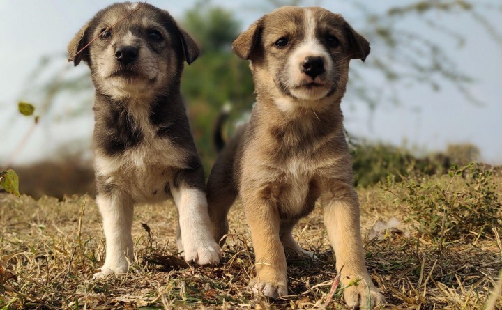 High Country Humane Monthly Adoption Event in Center Court