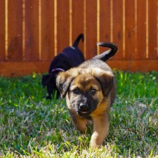 Shadows Foundation R-FAN Monthly Adoption Event