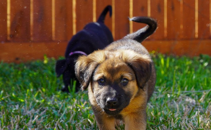 Shadows Foundation R-FAN Monthly Adoption Event