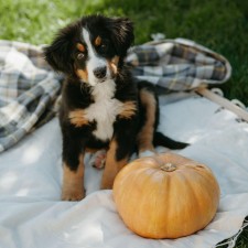 Shadows Foundation and R-FAN FALL-PAW-LOOZA Event