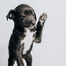 High Country Humane Adoption Event at FALL-PAW-LOOZA