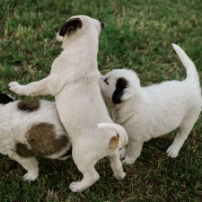 Storytime with Barnes & Noble and the Poky Little Puppy