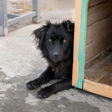 Shadows Foundation R-FAN Monthly Adoption Event in Center Court
