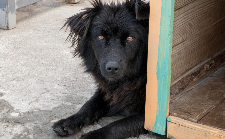 Shadows Foundation R-FAN Monthly Adoption Event in Center Court