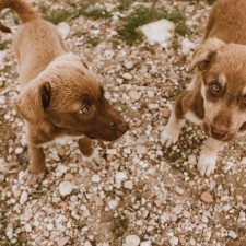 Shadows Foundation R-FAN Monthly Adoption Event